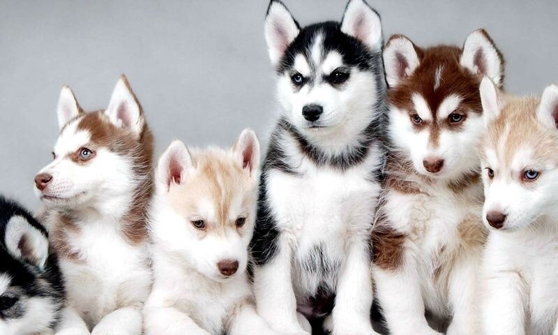 soluta-id-enim-et-ratione