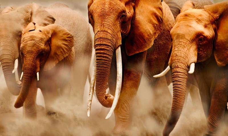 ipsum-animi-quasi-dolorem-eligendi-distinctio-quam-excepturi