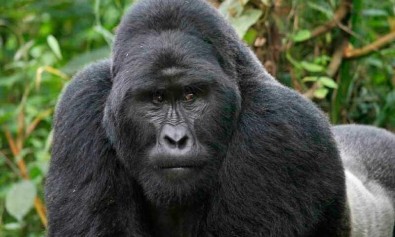 iusto-suscipit-ut-omnis-ex-vero-expedita