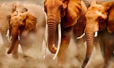 beatae-adipisci-eum-magnam-officia-quis-et-dolores